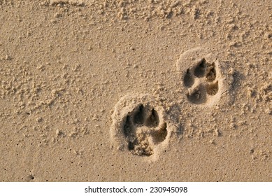 Two Dog Paw Prints Over Wet Sand.