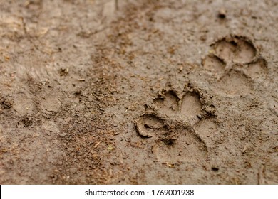 Two Dog Paw Prints In A Swamp After Rain. Four Footed Animals. Muddy Dog Paw Print. Dog Footprints In The Mud