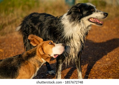 104 Golden hour border collie Images, Stock Photos & Vectors | Shutterstock