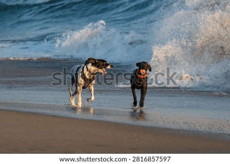 Two dog running and playing on a beach.