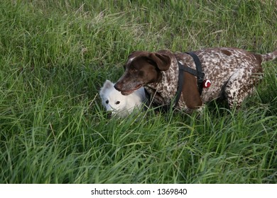 two dogs