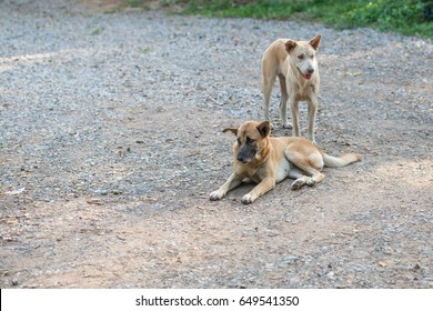 Two dogs