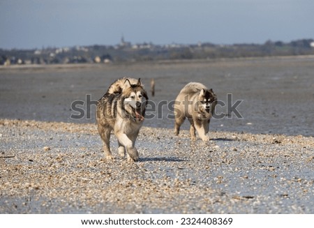 two dogs alaskan malamute husky shephered play and walk on the beach