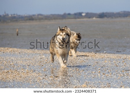 two dogs alaskan malamute husky shephered play and walk on the beach