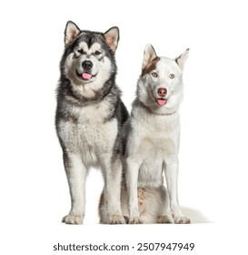 Two dogs, an alaskan malamute and a siberian husky, are sitting and panting while looking happy - Powered by Shutterstock