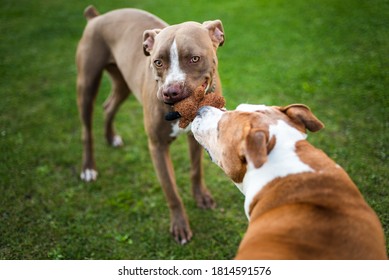 Two Dogs Amstaff Terrier Playing Tug Of War Outside. Young And Old Dog Fun In Backyard. Canine Theme