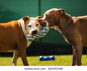 Two Dogs Amstaff Terrier Playing Tug Of War Outside. Young And Old Dog Fun In Backyard. Canine Theme