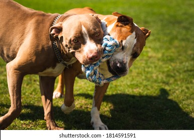 Two Dogs Amstaff Terrier Playing Tug Of War Outside. Young And Old Dog Fun In Backyard. Canine Theme