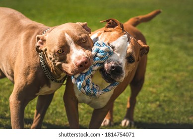 Two Dogs Amstaff Terrier Playing Tug Of War Outside. Young And Old Dog Fun In Backyard. Canine Theme