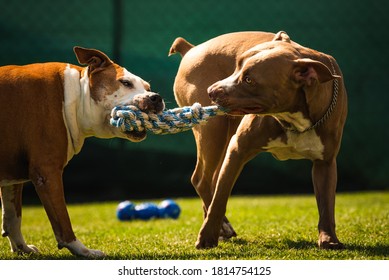 Two Dogs Amstaff Terrier Playing Tug Of War Outside. Young And Old Dog Fun In Backyard. Canine Theme