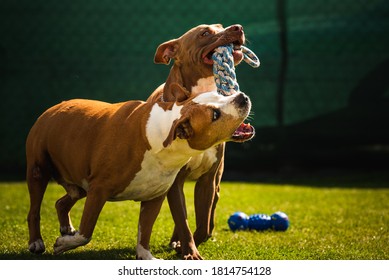 Two Dogs Amstaff Terrier Playing Tug Of War Outside. Young And Old Dog Fun In Backyard. Canine Theme