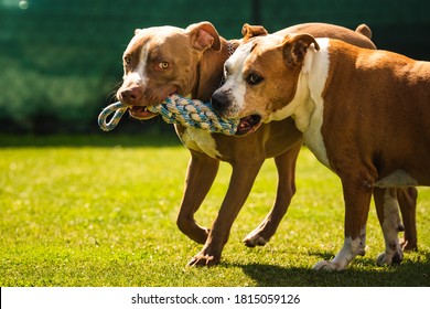 Two Dogs Amstaff Terrier Playing Tug Of War Outside. Young And Old Dog Fun In Backyard. Canine Theme