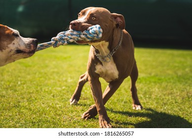 Two Dogs Amstaff Terrier Playing Tug Of War Outside. Young And Old Dog Fun In Backyard. Canine Theme