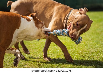 Two Dogs Amstaff Terrier Playing Tug Of War Outside. Young And Old Dog Fun In Backyard. Canine Theme