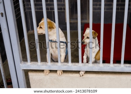 two dogs at an animal shelter for found animals (outdoor kennel)