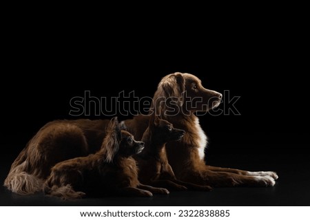 two dogs in the backlight small and large on a black background. Pet in the studio