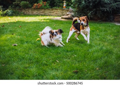 Two Dogs Beagle And Papillon Playing In The Yard In Summer.