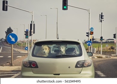 Two dogs behind the rear car window.