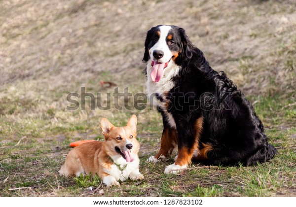 bernese mountain dog mixed with corgi