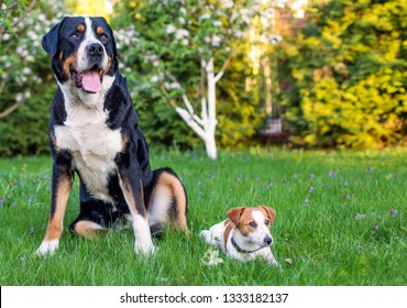 Two Dogs, Big And Small Dog Friends. Great Swiss Mountain Dog And Little Jack Russell On The Grass Against The Background Of The Summer Garden. Two Pets, Couple Of Friends.