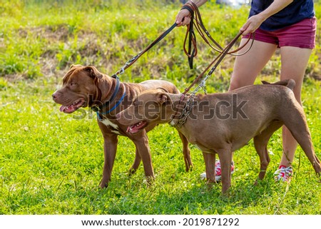 Two dogs breed american pit bull with a mistress in the park during a walk. The woman holds two dogs on a leash and barely restrains them