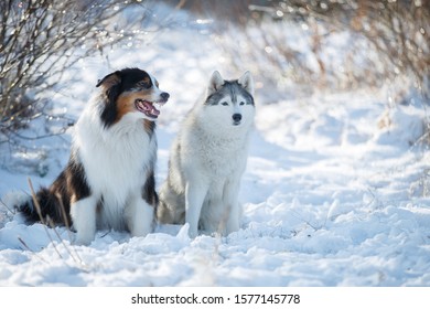 Two Dogs Of The Breed An Australian Shepherd And A Siberian Husky Sit Side By Side In The Winter Forest