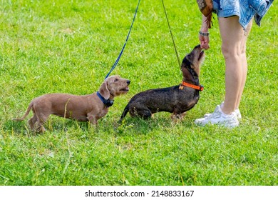 Two dogs of the breed dachshund near his mistress. Woman gives food to a dog