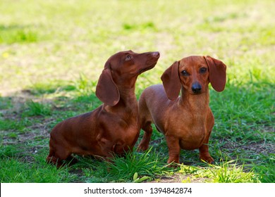 Red Short Haired Dachshund Images Stock Photos Vectors