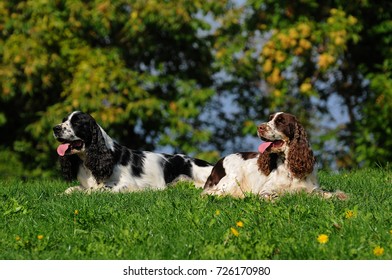 1,376 Springer spaniel head Images, Stock Photos & Vectors | Shutterstock