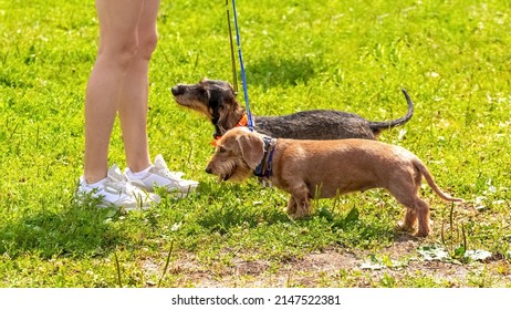 Two dogs breed of haired dachshund with his mistress while walking in the park