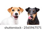 Two dogs breed Jack Russell Terrier and Jagdterrier licking together isolated on white background