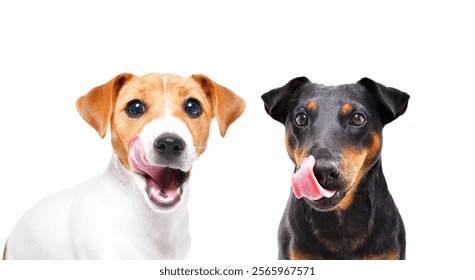 Two dogs breed Jack Russell Terrier and Jagdterrier licking together isolated on white background