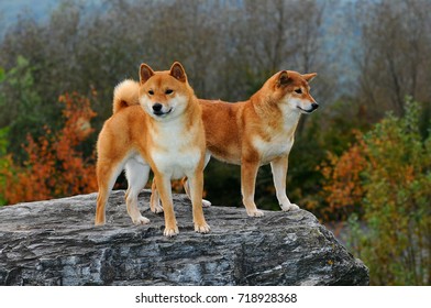Two Dogs breed red Shiba. He is a dog breed of Japanese origin.