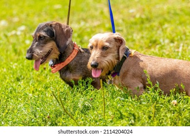 Two dogs breed wirehaired dachshund on a leash among the green grass in the park on a sunny day