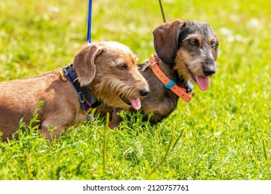 Two dogs breed wirehaired dachshund on a leash among the green grass in the park on a sunny day