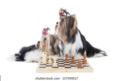 Two Dogs Of Breed Yorkshire Terrier Playing Chess