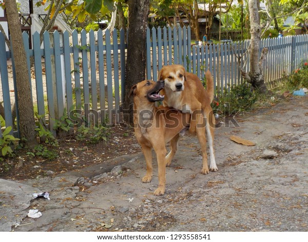 two dogs breeding