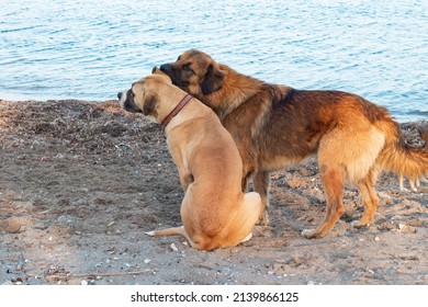 Two Dogs By Sea. They Are Sniffing.