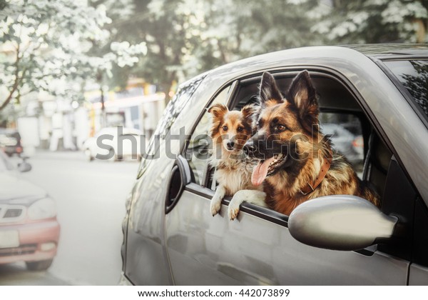 Two dogs at the car. German shephered dog and\
Shetland Sheepdog inside the\
car