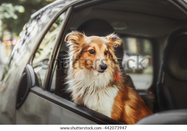 Two dogs at the car. German shephered dog and\
Shetland Sheepdog inside the\
car