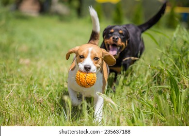 Two dogs chasing a ball