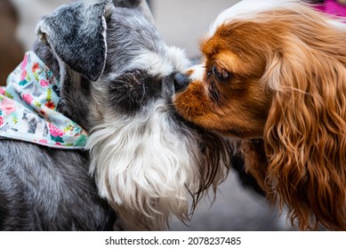 two dogs up close and getting to know each other.  A schnauzer and a brown Cavalier King Charles Spaniel