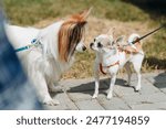 two dogs communicate at walk in park in sunny summer day, papillon and chihuahua dogs on leashes meet and look at each other, dogwalking concept