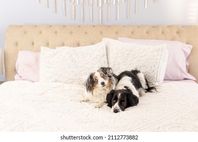 Two Dogs Cuddling On Cozy Bed