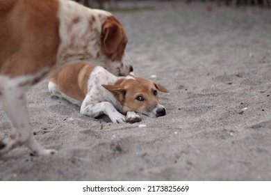 Two Dogs Cuddling On The Sand