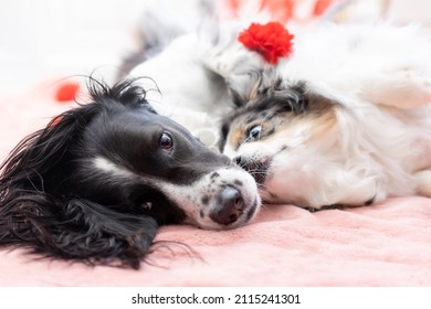 Two Dogs Cuddling With Pink And Red Valentine's Day Decorations - Beautiful Dog Sisters Love Each Other