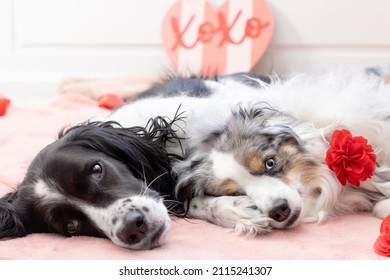 Two Dogs Cuddling With Red Valentine's Day Decorations - Adorable Dog Sisters Snuggle Together On Pink Rug