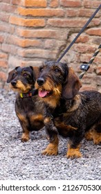 Two dogs of the dachshund breed, brown and black, one of them with its tongue out, one in the foreground and the other out of focus.