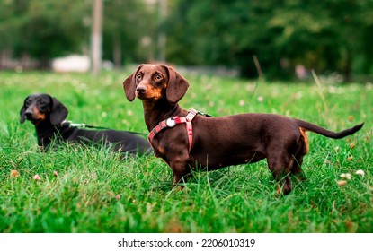 Dos perros de la raza dachshund son marrones y negros. Perros sobre un fondo de hierba verde borrosa y árboles. Tengo perros cortados en el cuello. La foto está borrosa.