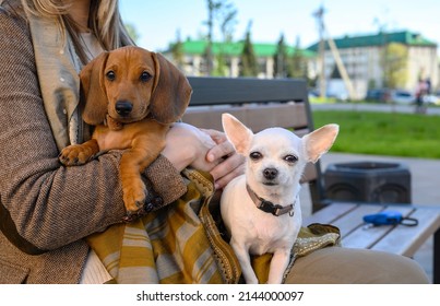 Two dogs - a dachshund and a chihuahua are sitting in the arms of a woman during a walk on a summer evening. Joint walk.